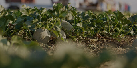 our ranches background image